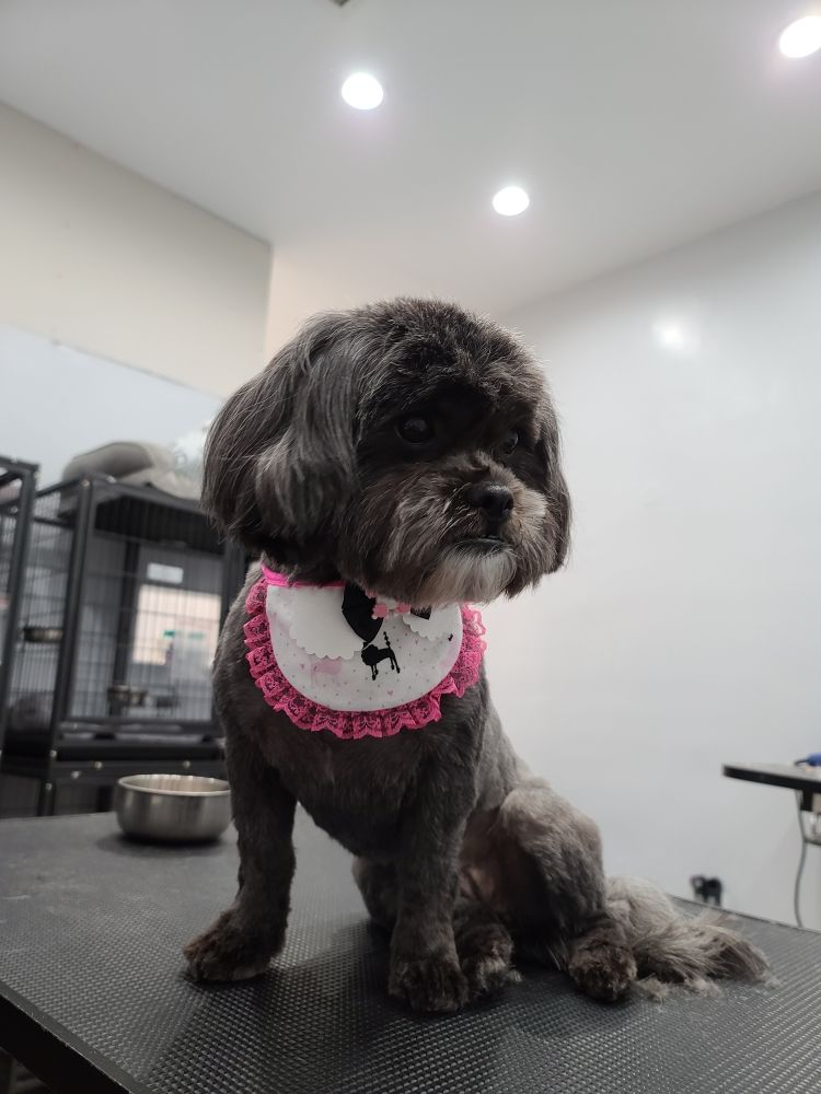 Mochi