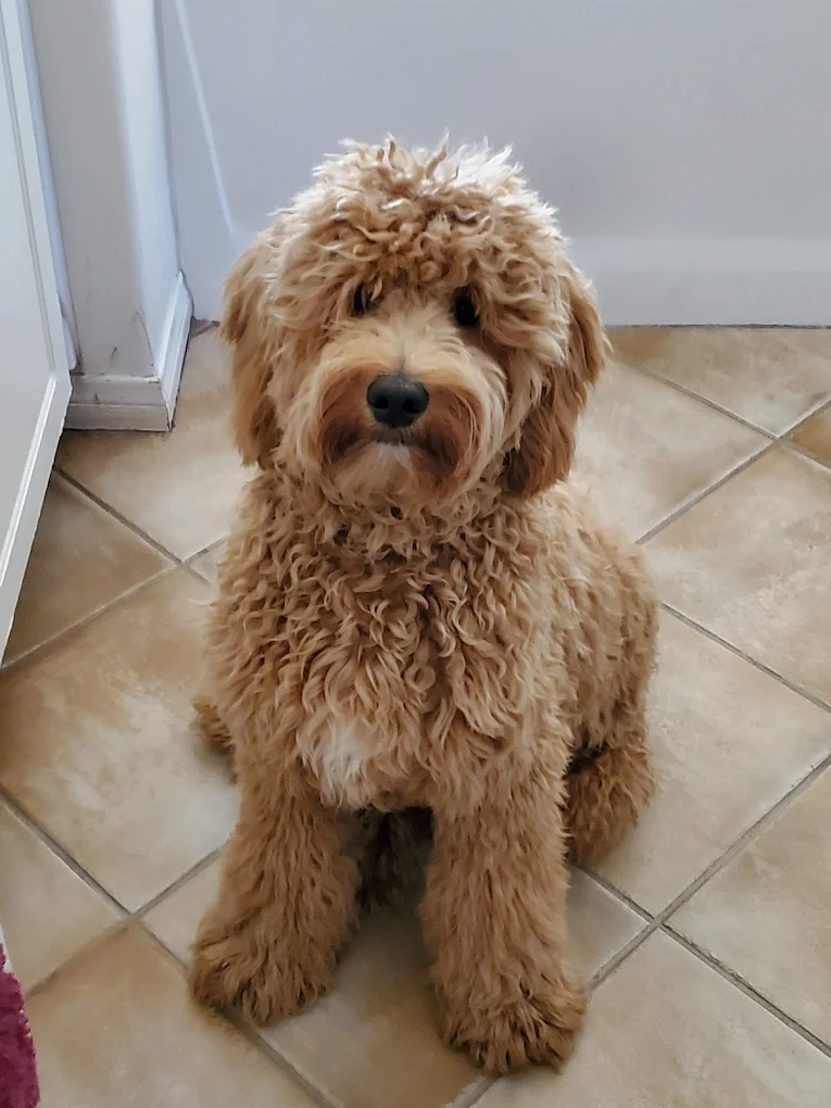 Cooper